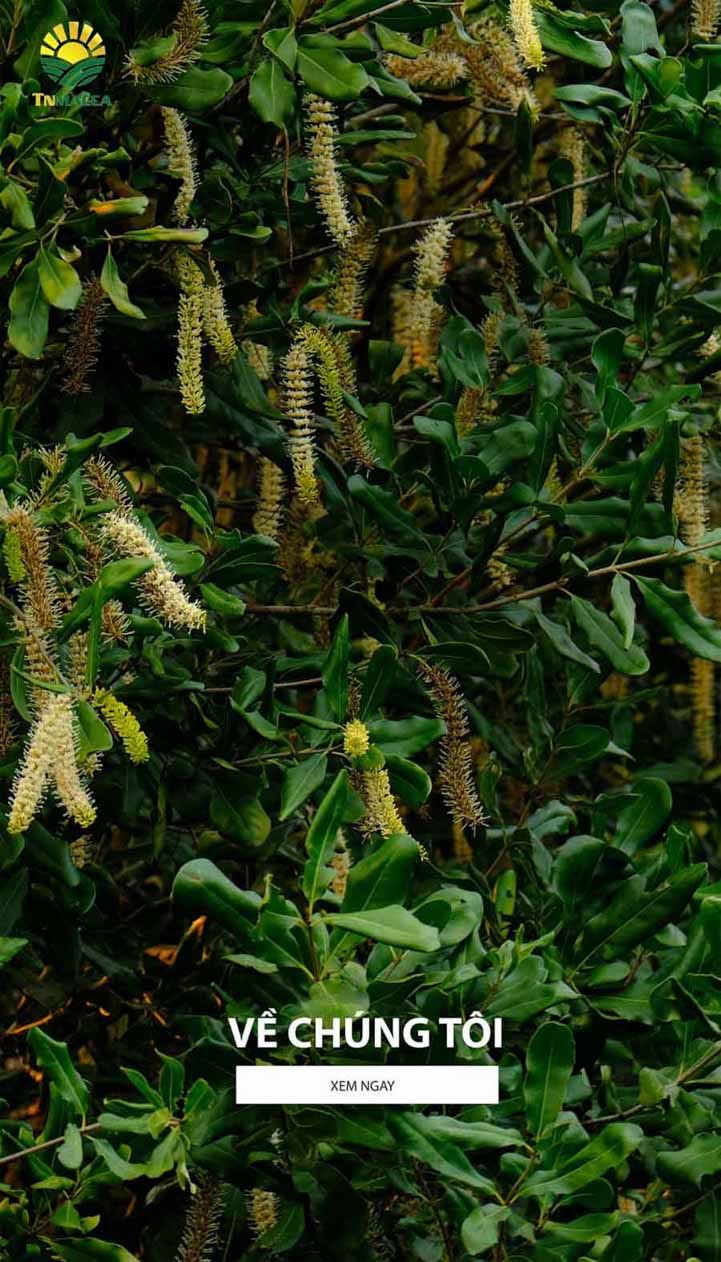 Giới Thiệu Về Công Ty