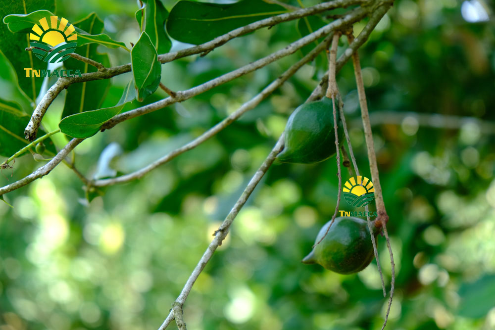 13.3-cach-che-bien-nau-chao-hat-macca-cho-tre-be-ngon-nhat-4332