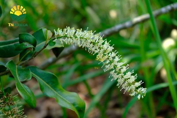 7.cach-tach-hat-macca-2-cach-tach-vo-hat-macca-tuoi-va-macca-say