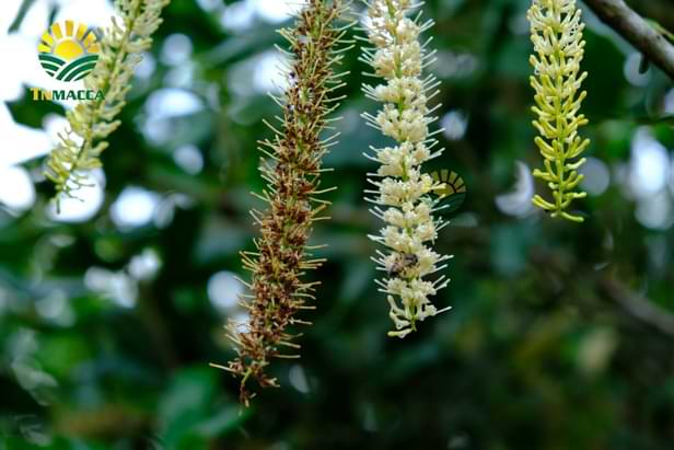 8.cach-tach-hat-macca-2-cach-tach-vo-hat-macca-tuoi-va-macca-say