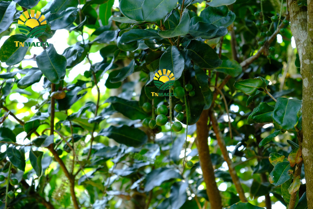 3-noi-ban-hat-macca-uy-tin-gia-si-tai-ha-noi-nam-o-dau--4306