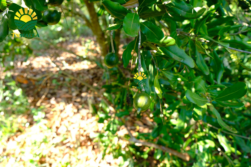 18.hạt macca tươi