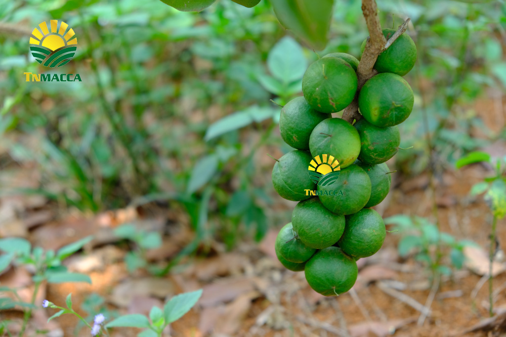 3-noi-ban-hat-macca-uy-tin-gia-si-tai-ha-noi-nam-o-dau--4306