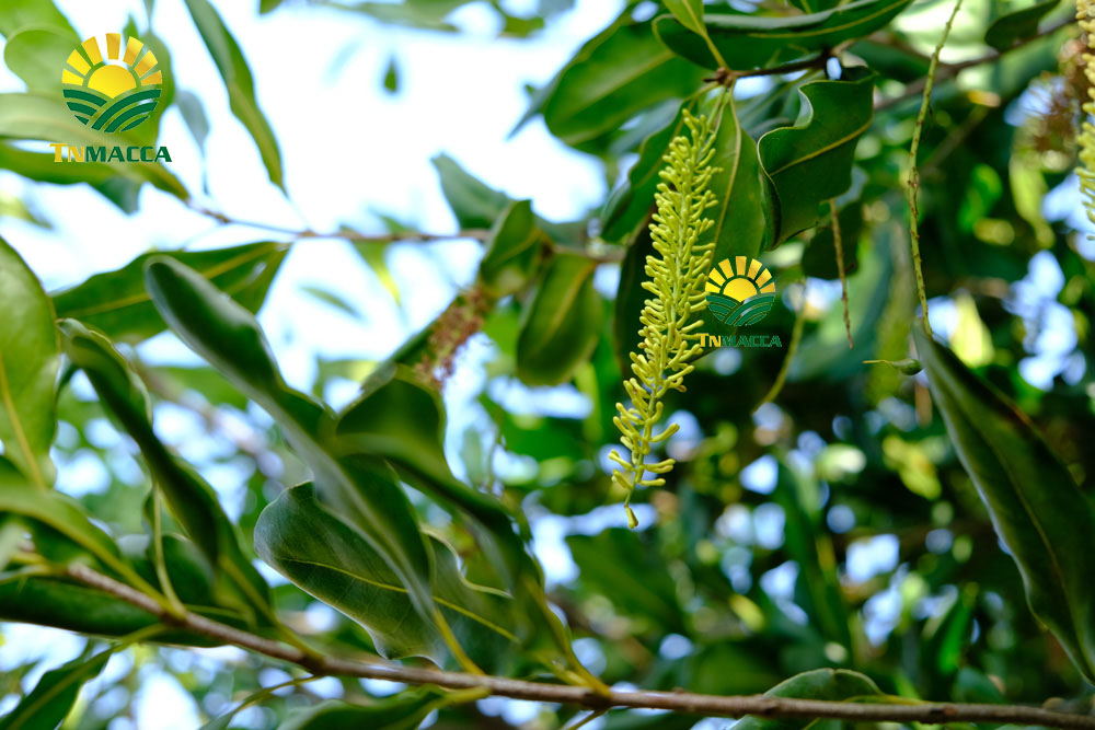 3-cach-che-bien-nau-chao-hat-macca-cho-tre-be-ngon-nhat-4332