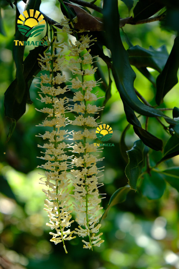 3-cach-che-bien-nau-chao-hat-macca-cho-tre-be-ngon-nhat-4332