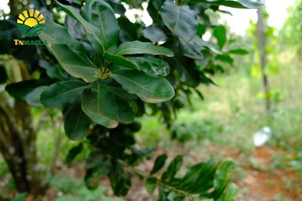 18.cach-tach-hat-macca-2-cach-tach-vo-hat-macca-tuoi-va-macca-say