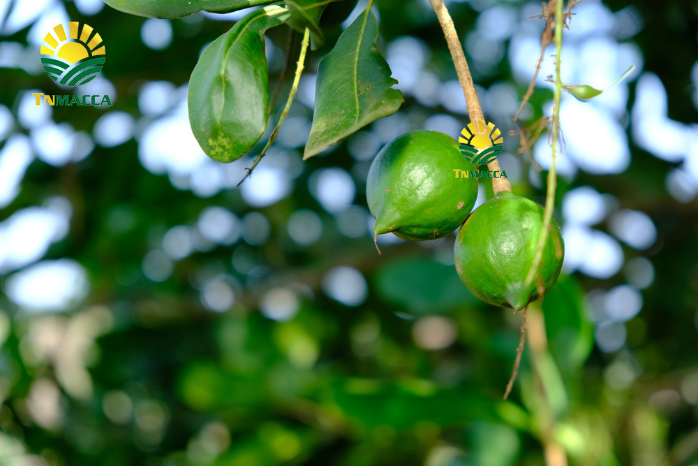 3-cach-che-bien-nau-chao-hat-macca-cho-tre-be-ngon-nhat-4332