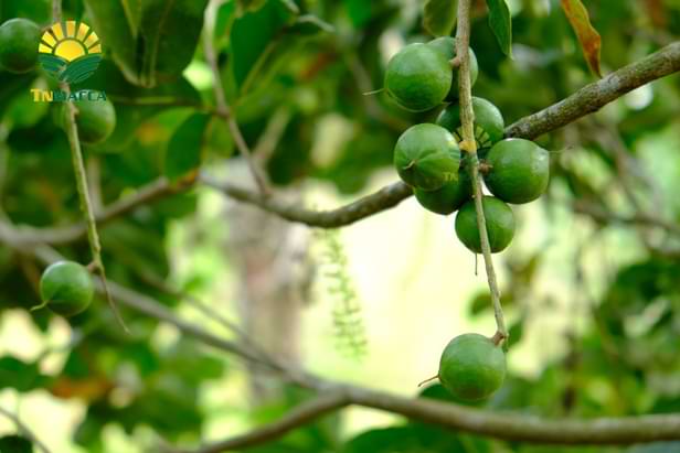 15.cach-tach-hat-macca-2-cach-tach-vo-hat-macca-tuoi-va-macca-say