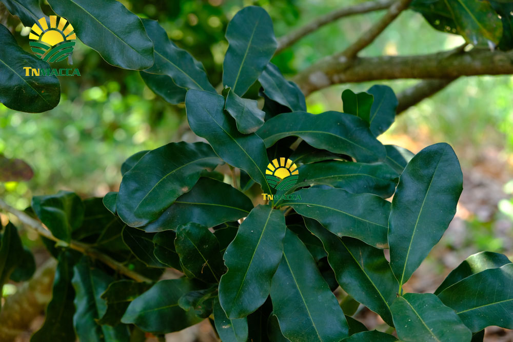 7.3-cach-che-bien-nau-chao-hat-macca-cho-tre-be-ngon-nhat-4332