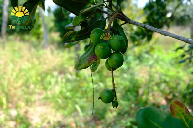 3.cach-tach-hat-macca-2-cach-tach-vo-hat-macca-tuoi-va-macca-say