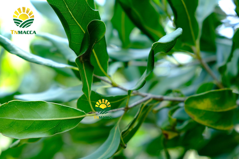 8.3-cach-che-bien-nau-chao-hat-macca-cho-tre-be-ngon-nhat-4332