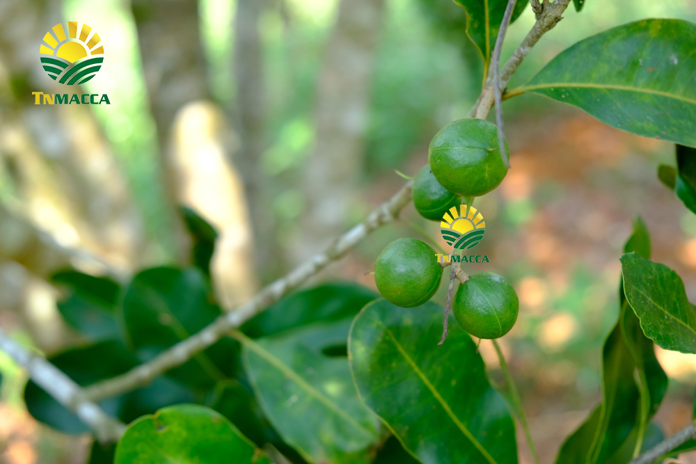 3-cach-che-bien-nau-chao-hat-macca-cho-tre-be-ngon-nhat-4332