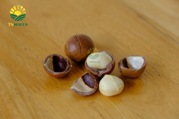 hat-macca-tay-nguyen-3-vung-trong-macca-lon-nhat-tai-tay-nguyen