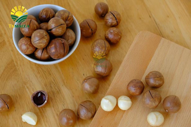 1,hat-macca-tay-nguyen-3-vung-trong-macca-lon-nhat-tai-tay-nguyen