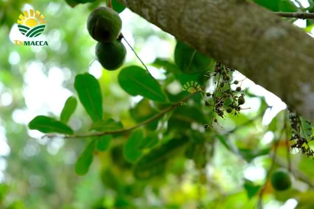 3.cach-rang-hat-macca-3-cach-rang-hat-macca-duoc-dung-pho-bien