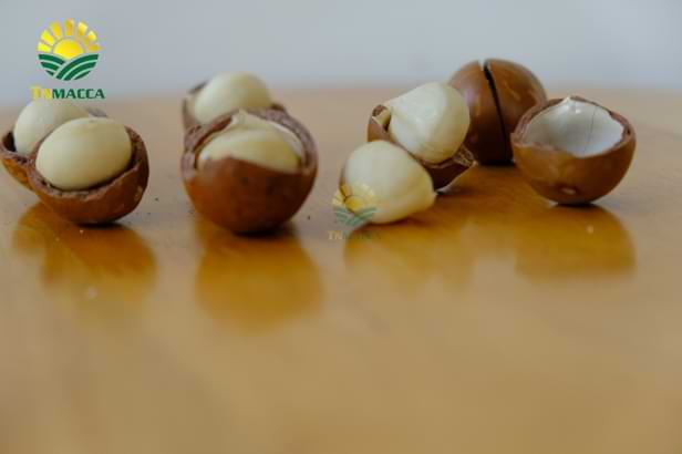 hat-mac-ca-uc-va-hat-mac-ca-viet-1-cuoc-chien-moi-bat-dau