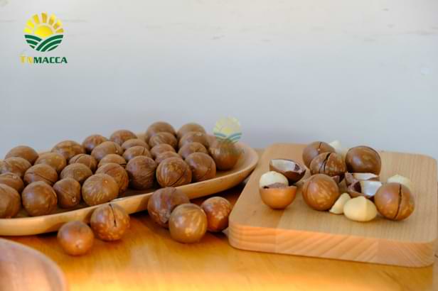 3.hat-mac-ca-uc-va-hat-mac-ca-viet-1-cuoc-chien-moi-bat-dau-