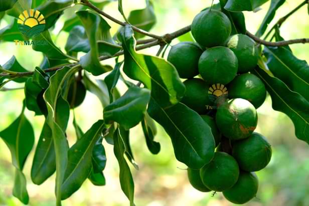 7.hat-mac-ca-uc-va-hat-mac-ca-viet-1-cuoc-chien-moi-bat-dau-