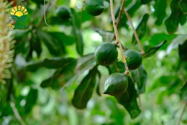 hat-mac-ca-uc-va-hat-mac-ca-viet-1-cuoc-chien-moi-bat-dau-