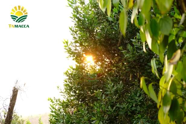 16.hat-mac-ca-uc-va-hat-mac-ca-viet-1-cuoc-chien-moi-bat-dau-