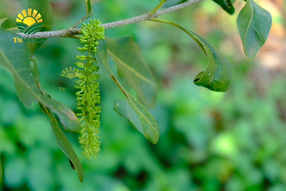 3.hat-macca-viet-nam-6-nhan-to-quyet-dinh-nen-thuong-hieu-macca