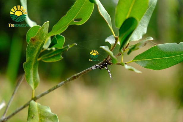 hat-macca-tay-nguyen-3-vung-trong-macca-lon-nhat-tai-tay-nguyen