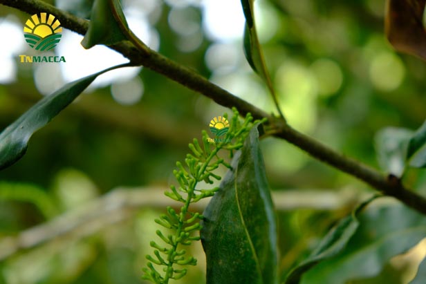 3.hat-macca-tay-nguyen-3-vung-trong-macca-lon-nhat-tai-tay-nguyen