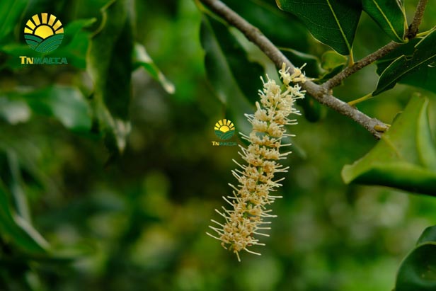 5.hat-macca-tay-nguyen-3-vung-trong-macca-lon-nhat-tai-tay-nguyen