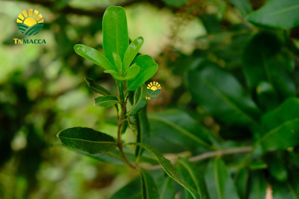 2.hat-macca-tay-nguyen-3-vung-trong-macca-lon-nhat-tai-tay-nguyen