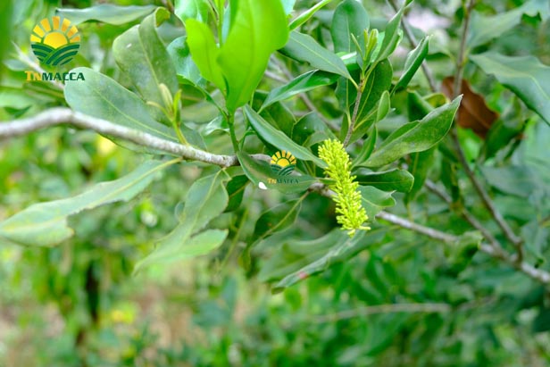 5.hat-macca-tay-nguyen-3-vung-trong-macca-lon-nhat-tai-tay-nguyen