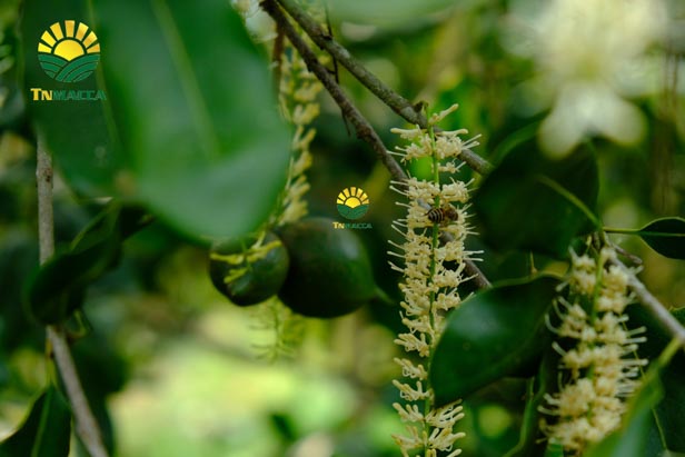 10.hat-macca-tay-nguyen-3-vung-trong-macca-lon-nhat-tai-tay-nguyen