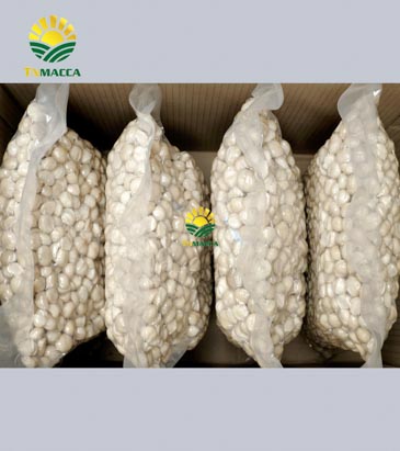 4.hat-macca-tay-nguyen-3-vung-trong-macca-lon-nhat-tai-tay-nguyen