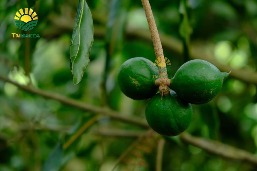 tac-dung-cua-hat-macca-voi-tre-em-hinh-anh-nhan-hat-macca